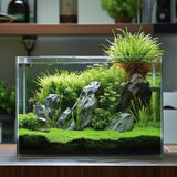 5 Gallon Glass Aquarium Tank for Betta Fish, Shrimp, Snails & Aquatic Plants