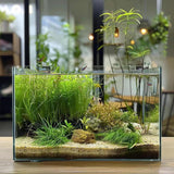 5 Gallon Glass Aquarium Tank for Betta Fish, Shrimp, Snails & Aquatic Plants
