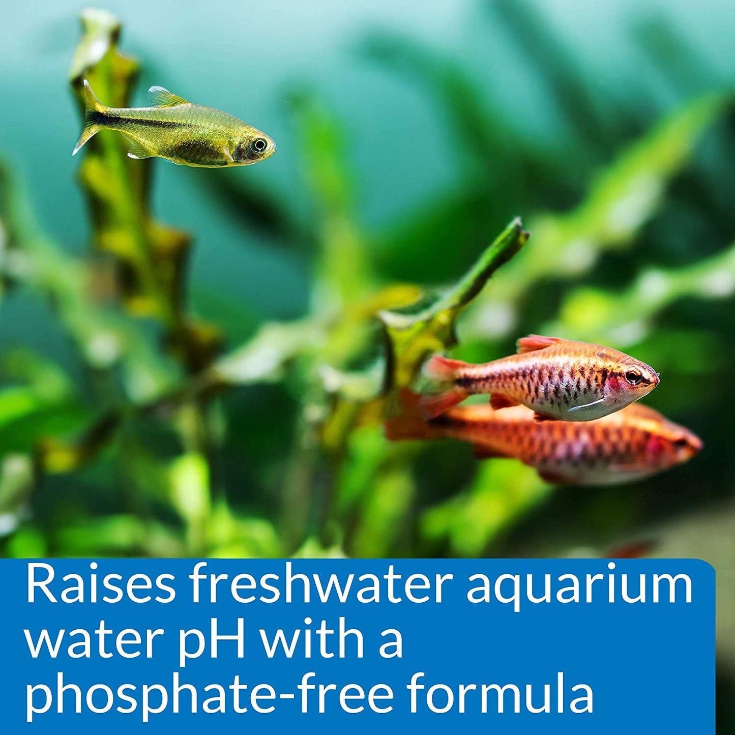 Aquarium pH Up Solution for Freshwater Tanks – 16 oz